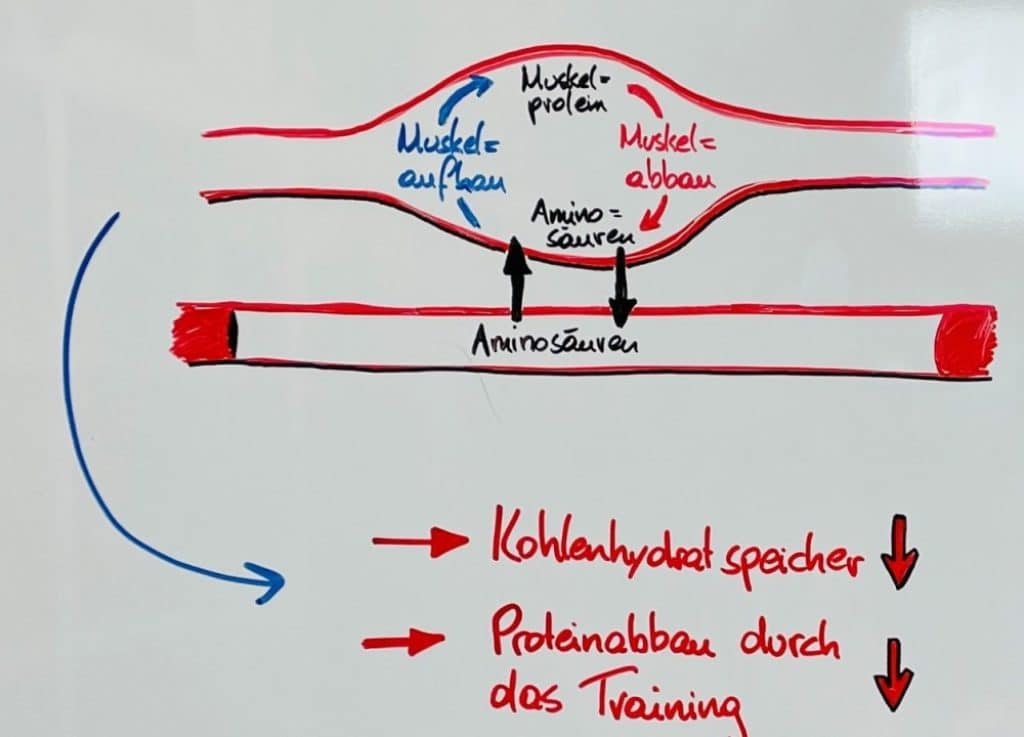 Muskelauf- und abbau